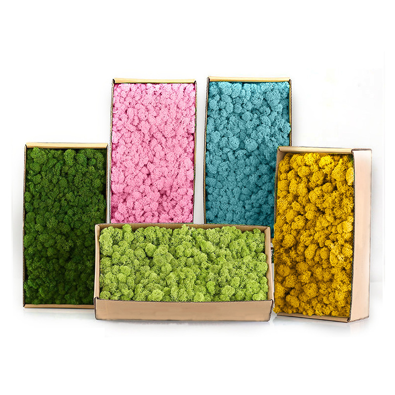 Sphagnum Moss Dry - Plantas verdes artificiales, Mini paisaje, vida